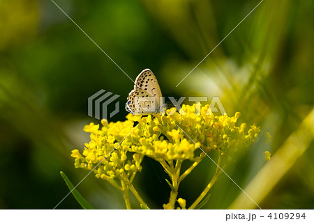 シジミチョウとオミナエシ シジミチョウとオミナエシ 4109294