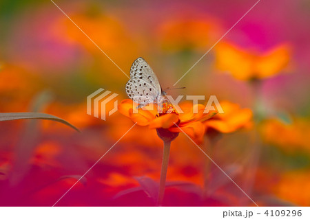 シジミチョウと花畑 4109296