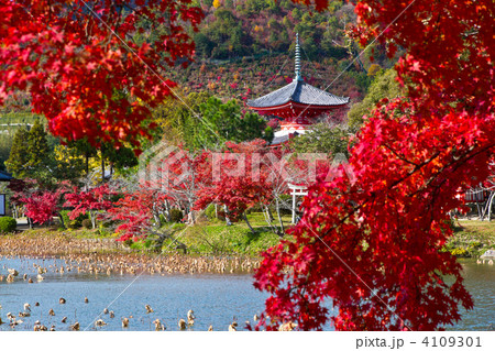 大覚寺の紅葉 大覚寺の紅葉 4109301