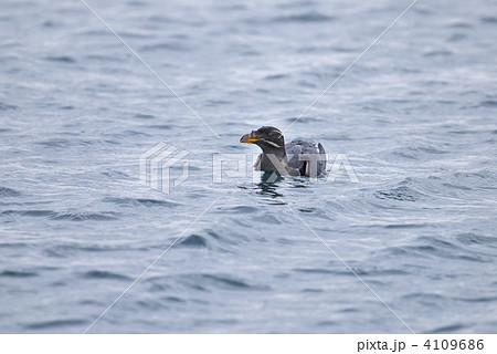 ウトウ ウトウ 4109686