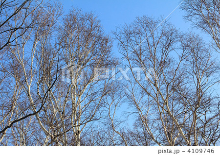 白樺並木 4109746