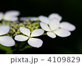 ガクアジサイ 4109829