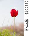 チューリップ 4109860