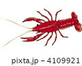 アメリカザリガニ 4109921
