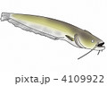 ナマズ 4109922