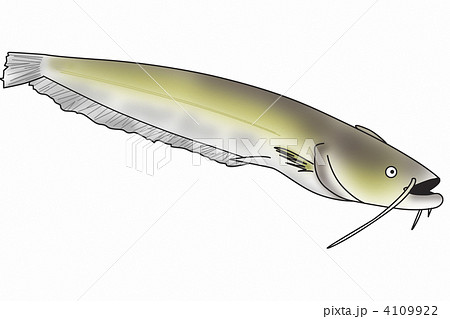 ナマズ ナマズ 4109922