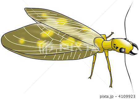 ヘビトンボ（成虫） 4109923