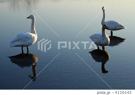 白鳥*12 白鳥*12 4110142