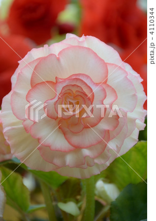 ベゴニアの花 4110344