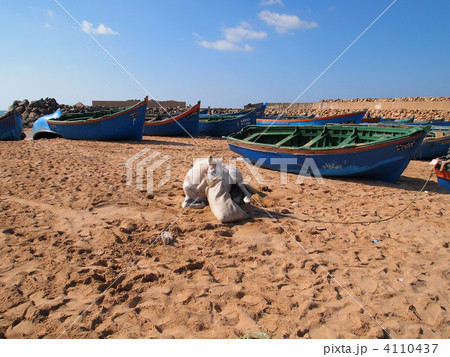 西サハラ・ブジュドゥールの漁船と馬 4110437
