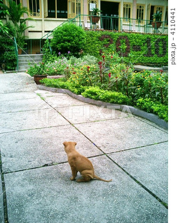 ベトナムで出会ったワンちゃん２ 4110441