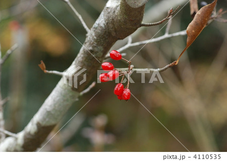 カマツカ果実 4110535