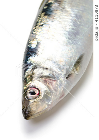 ニシン 4110873
