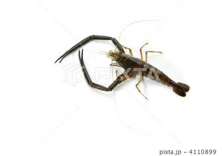 テナガエビ 4110899