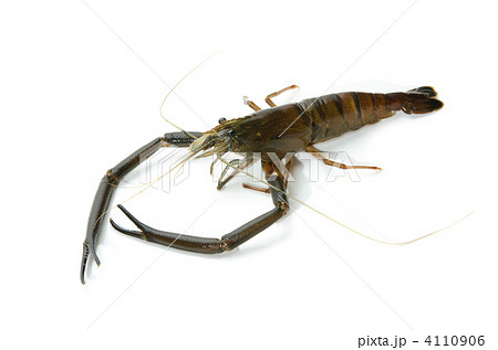 テナガエビ 4110906