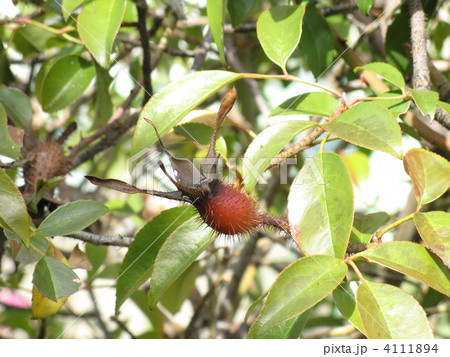 ナニワイバラの実 ナニワイバラの実 4111894