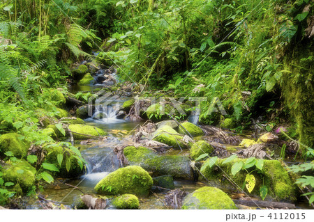 Creek in rainforest Creek in rainforest 4112015