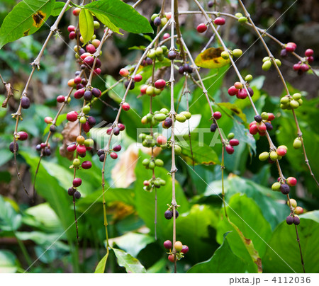 Coffee plant Coffee plant 4112036