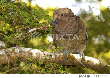 Kea Parrot 4113698