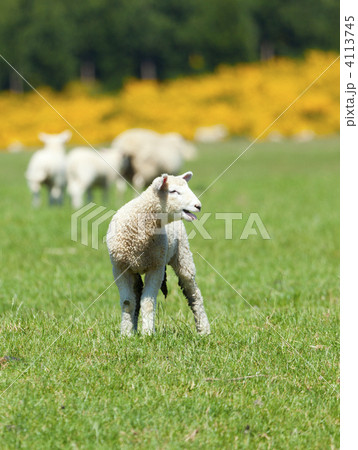 Lamb Lamb 4113745