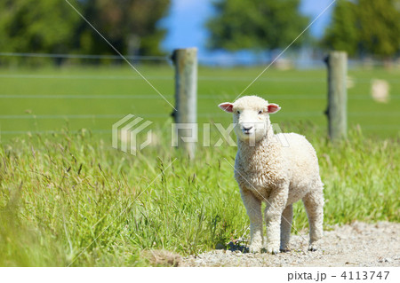Baby lamb 4113747
