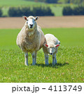 Sheep Grazing 4113749