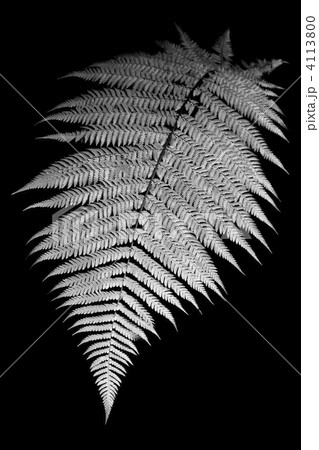 Fern 4113800