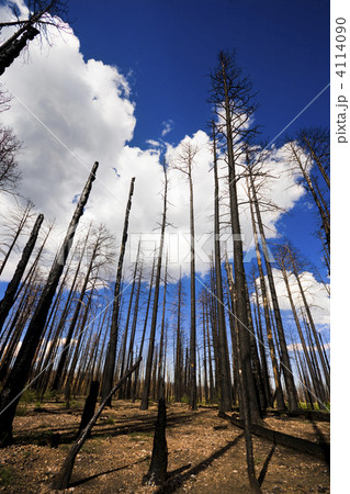 Burnt forest 4114090