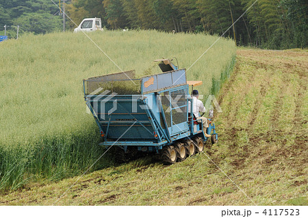 家畜の飼料刈り 4117523