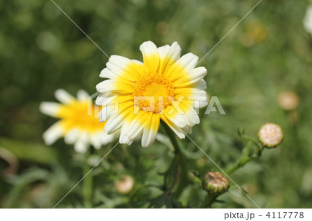 春菊の花 春菊の花 4117778