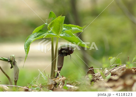 ムサシアブミ 4118123