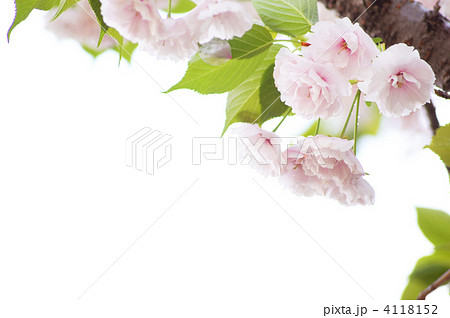 八重桜（一葉） 4118152