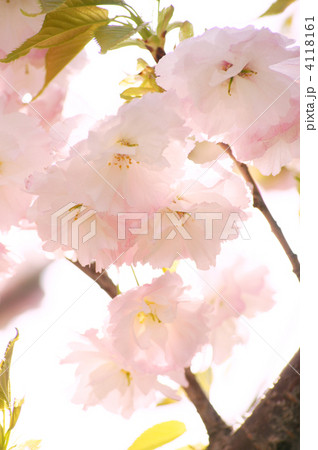 八重桜（一葉） 4118161