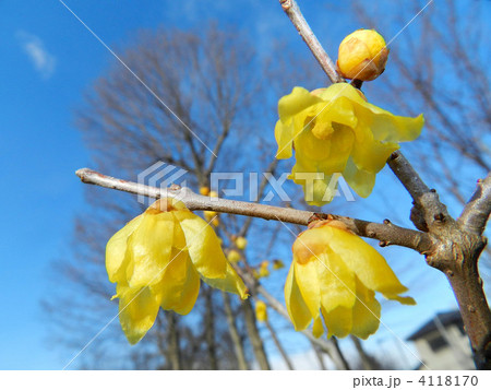 ロウバイ（蝋梅） 4118170