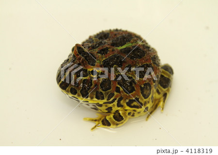 ベルツノガエル 4118319