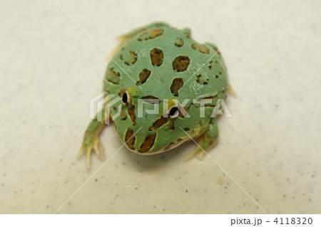 ペパーミント・ツノガエル 4118320