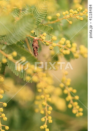 ミモザと蓑虫 4118484