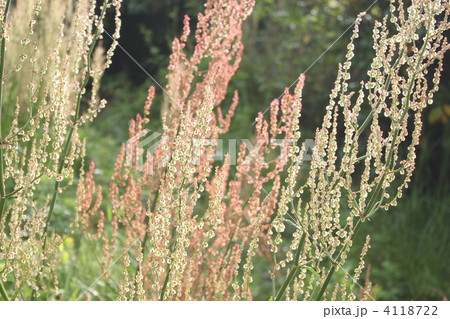 スイバの種 4118722