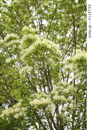 ナンジャモンジャの花 4118739