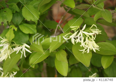 ナンジャモンジャの花 4118740