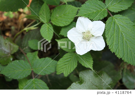 クサイチゴの花 4118764