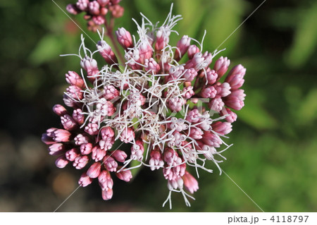 フジバカマ フジバカマ 4118797