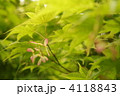 モミジの種 モミジの種 4118843