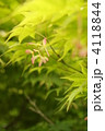モミジの種 モミジの種 4118844