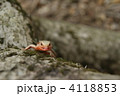 トカゲの顔 トカゲの顔 4118853