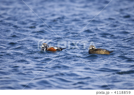 シノリガモ シノリガモ 4118859