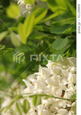 ハリエンジュの花 ハリエンジュの花 4118860