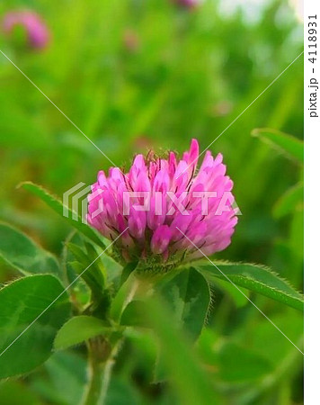 かわいいアカツメグサの花 4118931