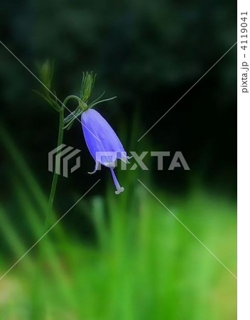 高貴で可愛いツリガネニンジンの花 高貴で可愛いツリガネニンジンの花 4119041