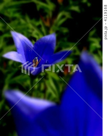 清楚、気品、優しい愛情の花言葉がピッタリなキキョウの花 4119168